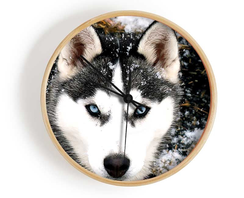 Siberian Husky Wolf Clock - Wallart-Direct UK