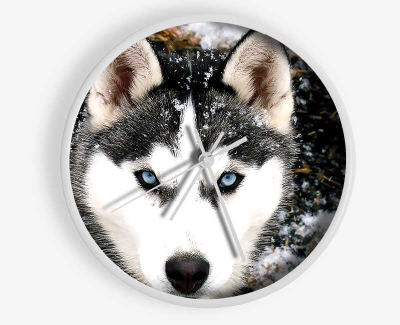 Siberian Husky Wolf Clock - Wallart-Direct UK