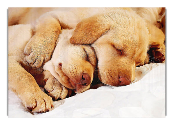 Sleeping Puppies