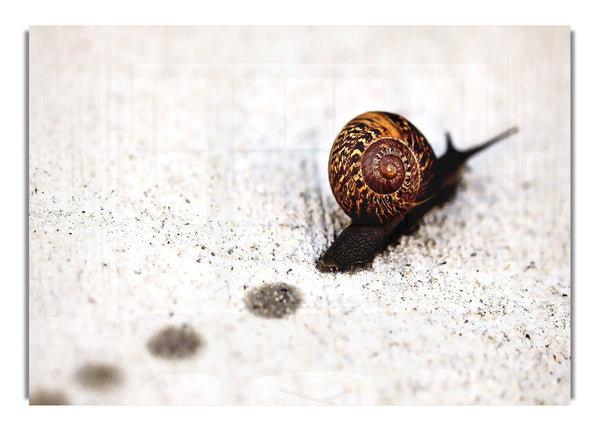 Snail Track Macro