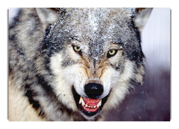 Snarling Gray Wolf