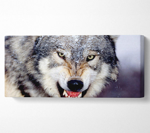 Snarling Gray Wolf