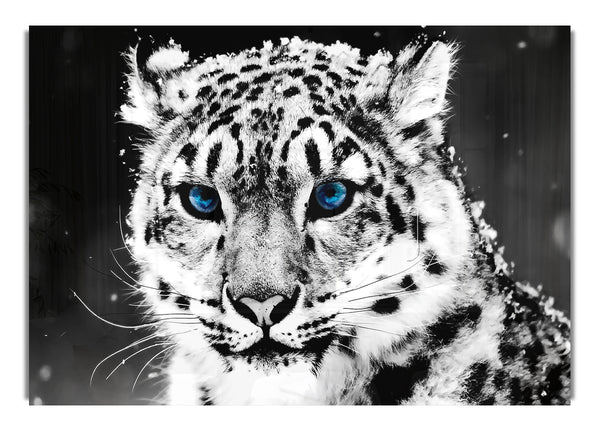 Snow Blue Eye Leopard