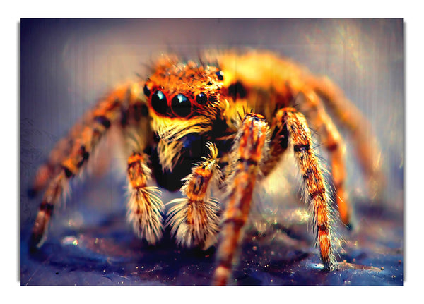 Spider Macro