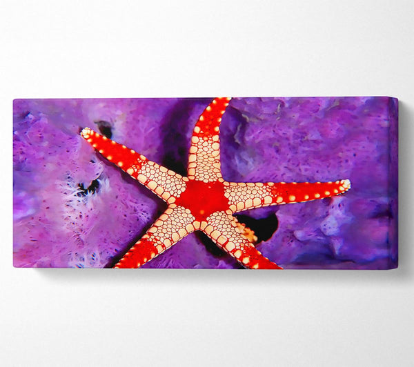 Starfish On Purple