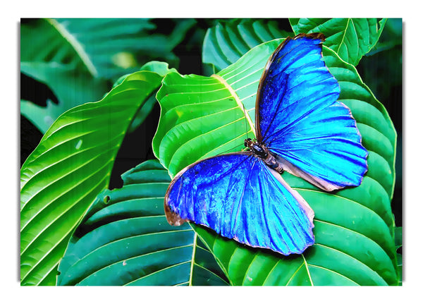 Stunning Blue Butterfly