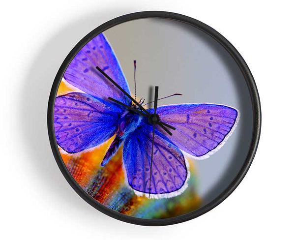 Stunning Butterfly Clock - Wallart-Direct UK