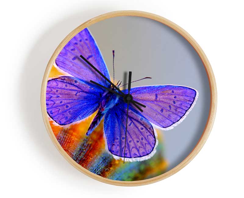 Stunning Butterfly Clock - Wallart-Direct UK