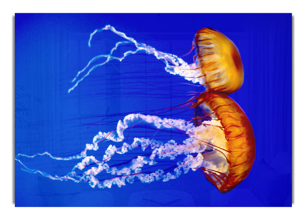 Stunning Jellyfish