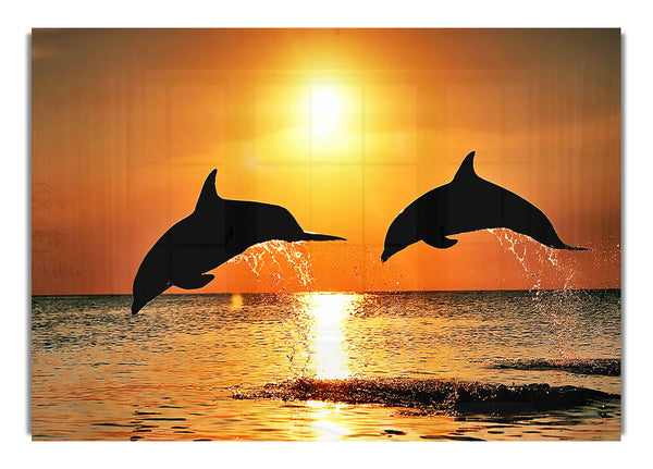 Sunset Dolphins