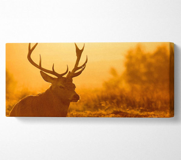 Sunset Stag