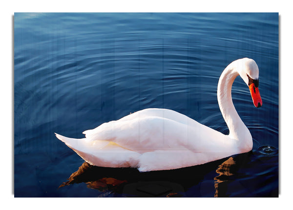 Swan In The River