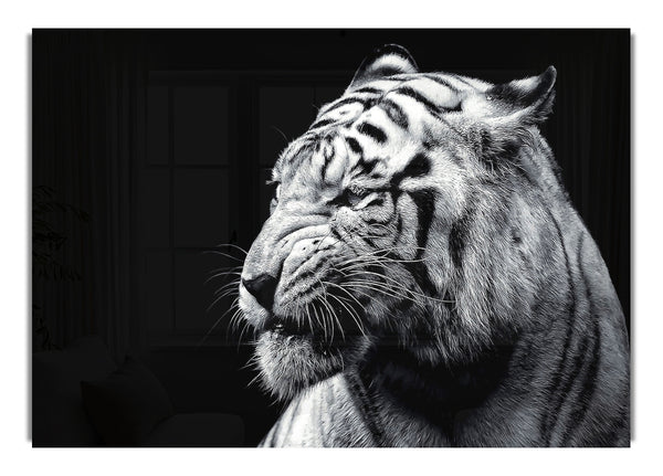 Tiger Black And White 2