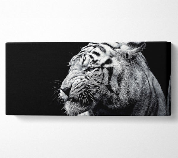 Tiger Black And White 2