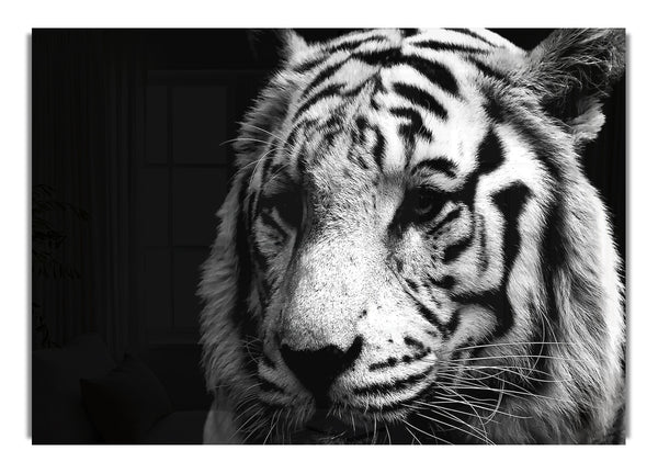 Tiger Black And White