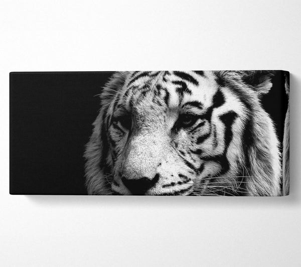 Tiger Black And White