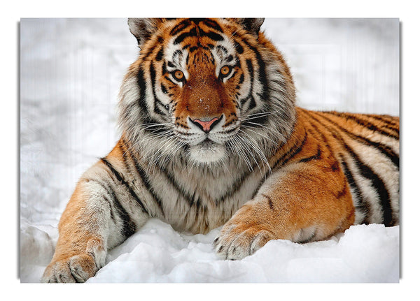 Tiger In Snow