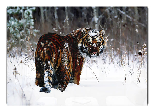 Tiger In The Snow