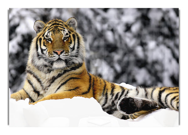 Tiger In Winter