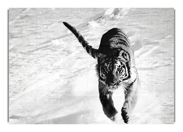 Tiger Running In Snow