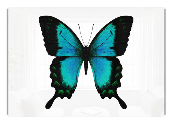 Turquoise Butterfly Wings