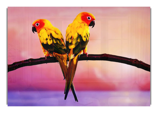 Twin Parrots