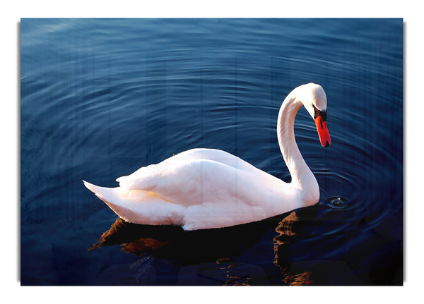 White Swan In Water