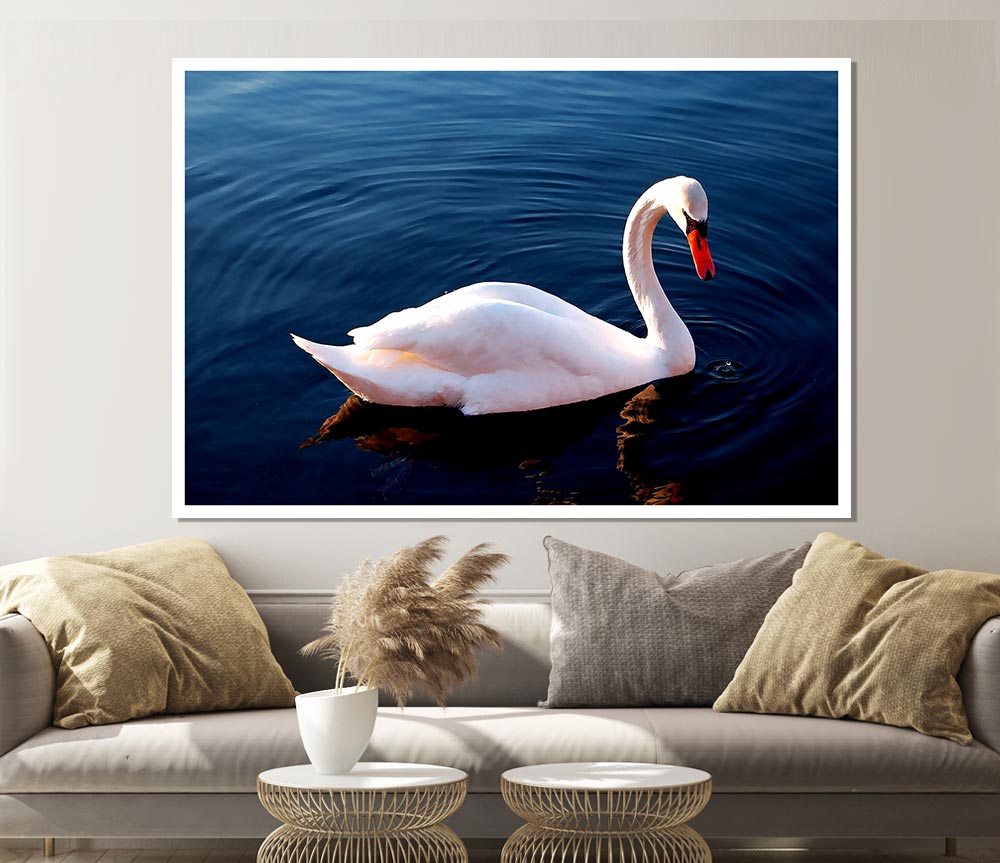 White Swan In Water Print Poster Wall Art