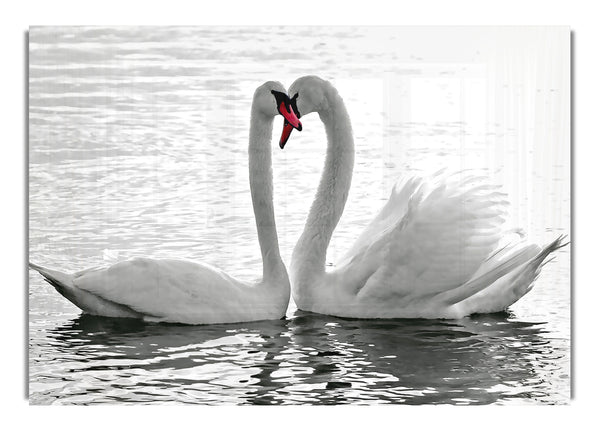 White Swans 2