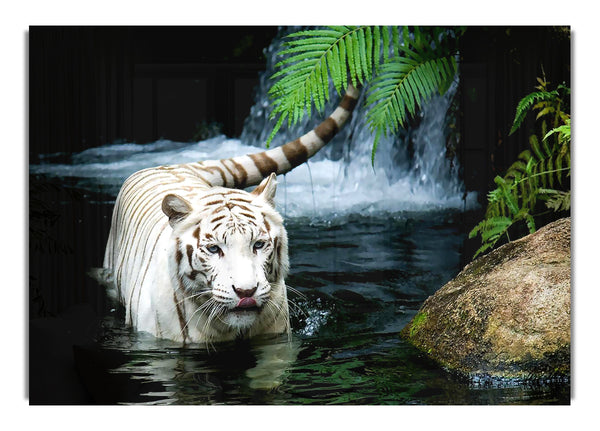 White Tiger Beautiful