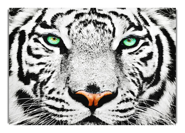 White Tiger Face