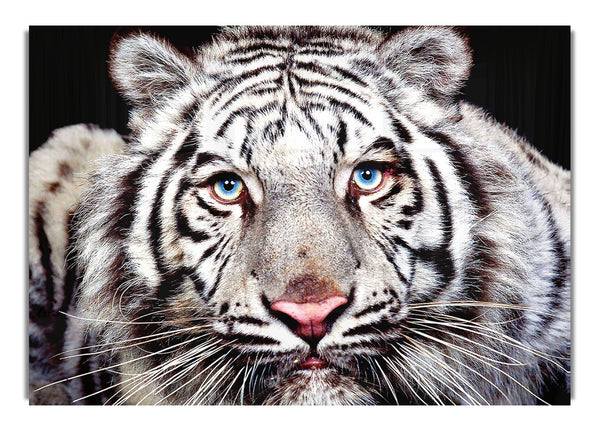 White Tiger Face 1