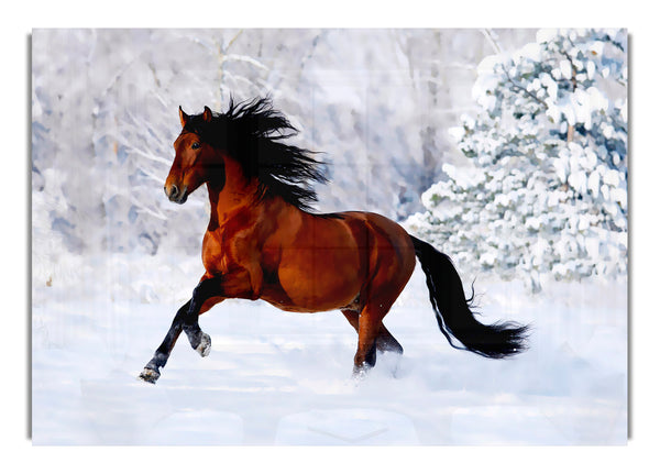 Wild Horse In The Snow