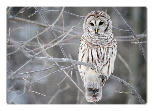 Winter Owl