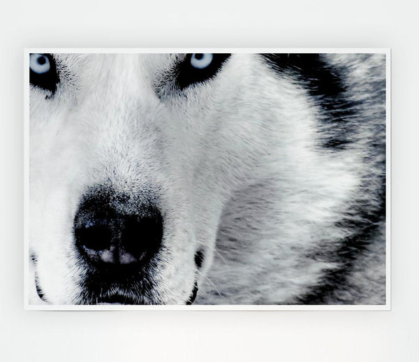 Wolf Eyes Print Poster Wall Art