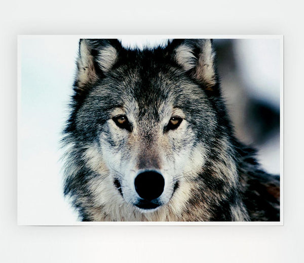 Wolf Face Print Poster Wall Art