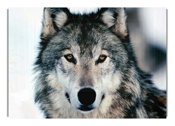 Wolf Face