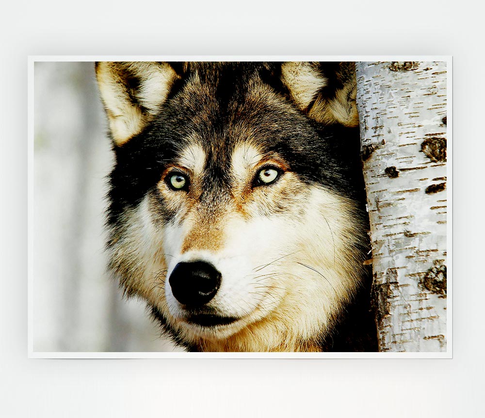 Wolf Glare Print Poster Wall Art