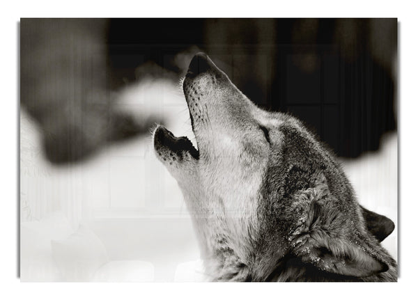 Wolf Howl