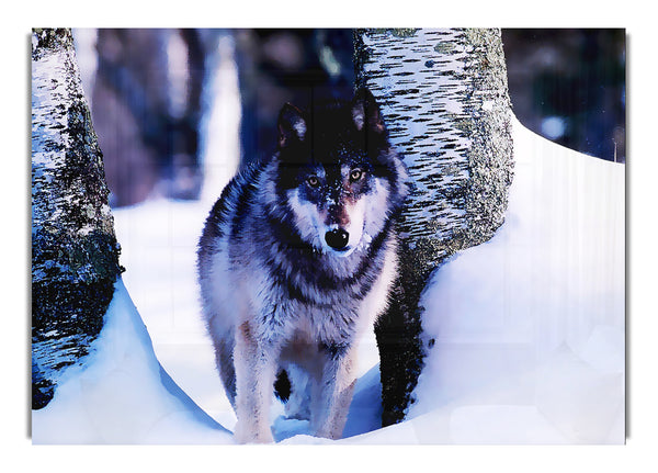 Wolf im Schnee