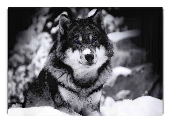 Wolf im Winter