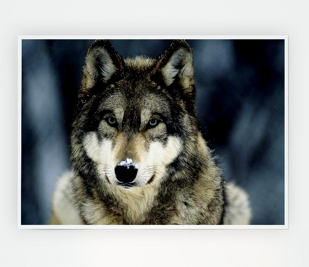 Wolf Snow Nose Print Poster Wall Art