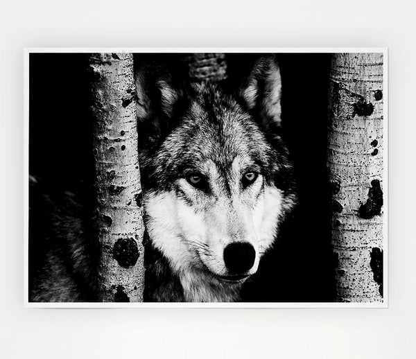 Wolf Stare Print Poster Wall Art