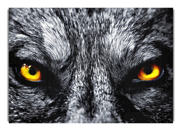 Yellow Wolf Eyes