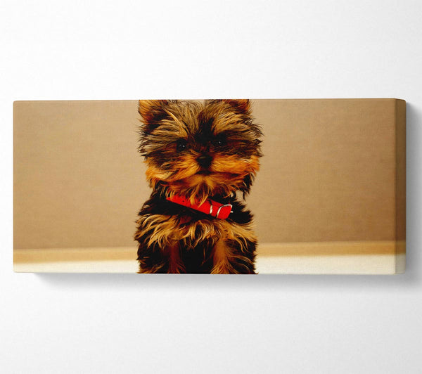 Yorkshire Terrier Puppy