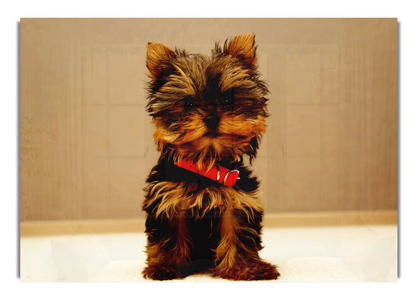 Yorkshire Terrier Welpe