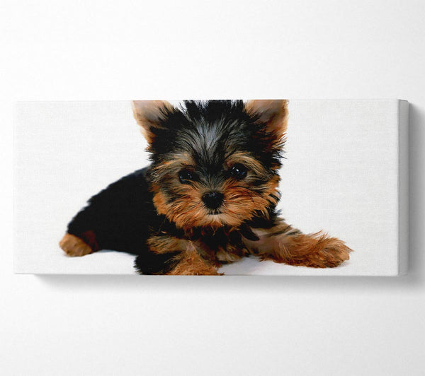 Yorkshire Terrier Baby Puppy