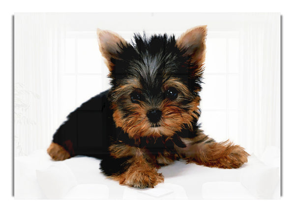 Yorkshire Terrier Welpe Wild Life Leinwand