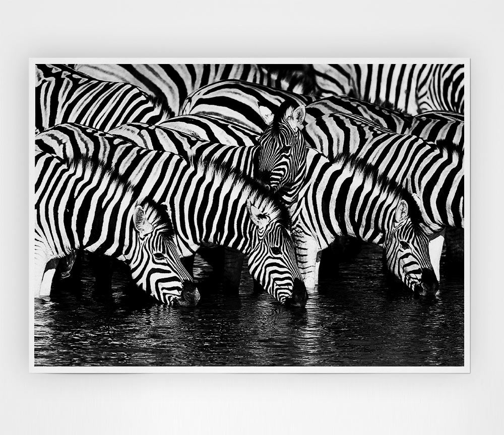 Zebra Drinking Print Poster Wall Art