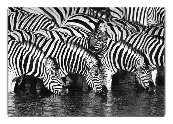 Zebra beim Trinken